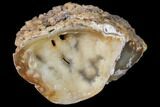 Agatized Fossil Coral Geode - Florida #82987-1